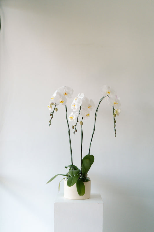 White orchids