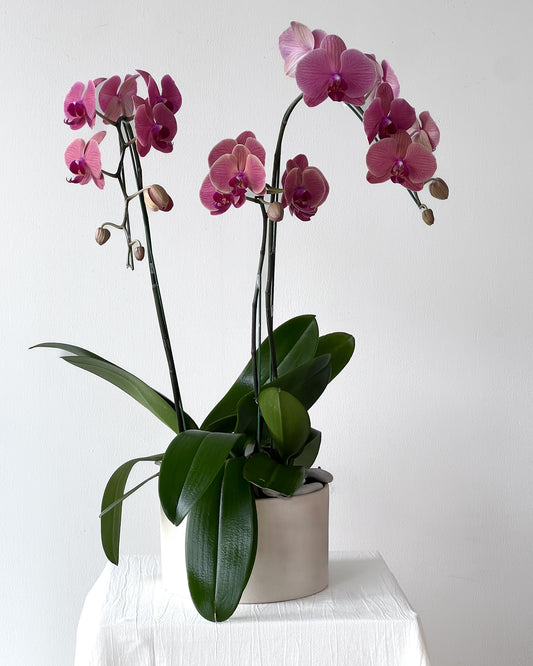Bright Orchids