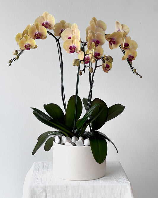 Yellow Orchids