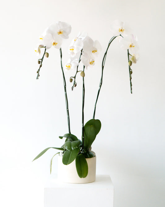 White Orchids